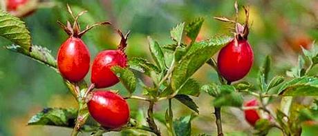 Elisir di Bacche di Rosa Canina per la Tosse