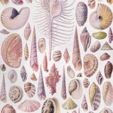 Le tavole di Ernst Haeckel