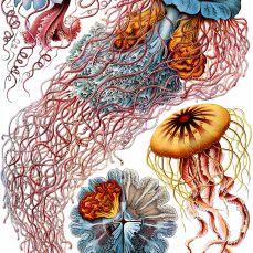 Le tavole di Ernst Haeckel