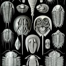 Le tavole di Ernst Haeckel