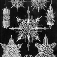 Le tavole di Ernst Haeckel