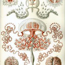 Le tavole di Ernst Haeckel