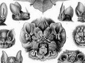 tavole Ernst Haeckel