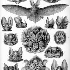 Le tavole di Ernst Haeckel