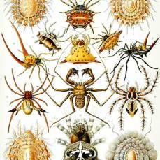 Le tavole di Ernst Haeckel