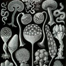 Le tavole di Ernst Haeckel