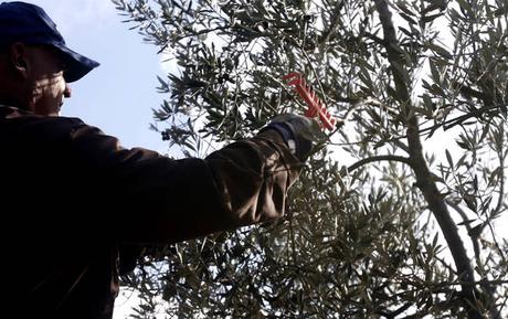 Anche nel Regno Unito rimbalza la notizia della xylella