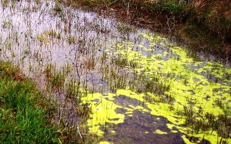 Un pantano, alle Moglie Verdi di Rocchetta…