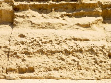 Un fossile suggerisce che in passato le Piramidi e la Sfinge erano sommerse dal mare