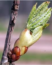 Risultati immagini per alberi con gemme