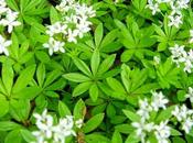 L'Asperula Odorata, disintossicarsi primavera