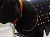 Disco Dog: nostro cane versione tech
