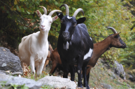 The-Three-Billy-Goats-Grinn
