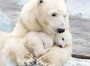 L’abbraccio dell’orso