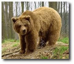 Risultati immagini per orso bruno