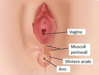 foto-muscoli-perineali[1]