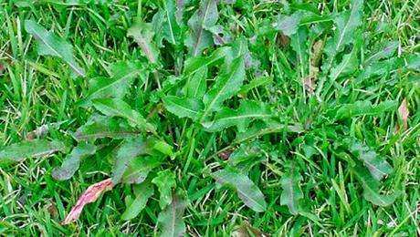 Come fare un Diserbante naturale ed economico