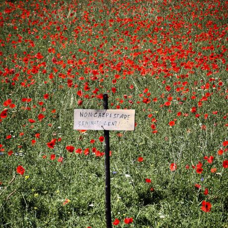 In silenzio dentro un acquerello: la fioritura di Castelluccio di Norcia