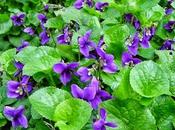 Ripulire Pelle, Apparato Digerente Polmoni dallo Smog naturalmente