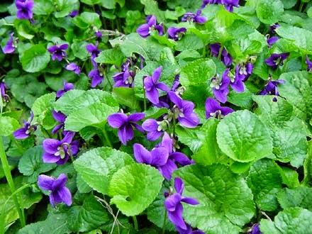 Ripulire Pelle, Apparato Digerente e Polmoni dallo Smog naturalmente