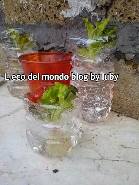 ORTO SUL BALCONE:INSALATA IN IDROCOLTURA (LATTUGA , MISTICANZA, ROMANA, ICEBERG ecc)