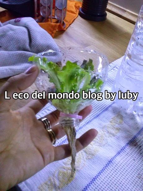 ORTO SUL BALCONE:INSALATA IN IDROCOLTURA (LATTUGA , MISTICANZA, ROMANA, ICEBERG ecc)