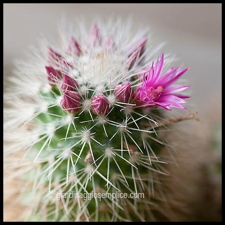 gs831-cactus-fiorito