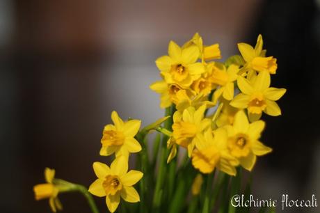 Stagionalità dei fiori: fine inverno-inizio primavera