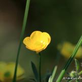 I nostri primi due tulipani