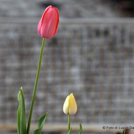 I nostri primi due tulipani