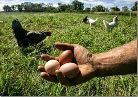 Uova naturali e Arterie pulite: un felice Matrimonio