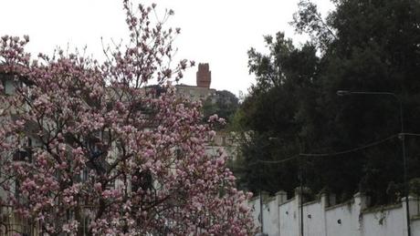 colline in fiore