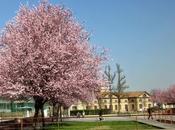 magia prugni fiore Piazza Grandi