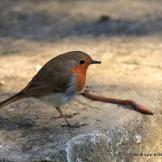 Il coraggio del pettirosso