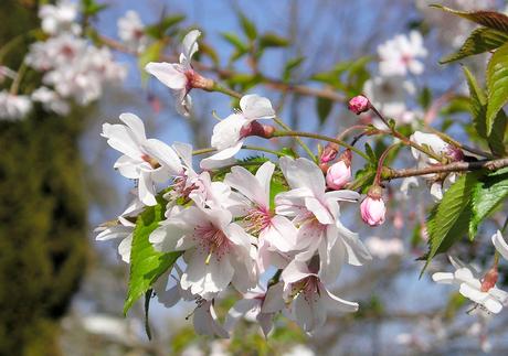 Aprile: i lavori di questo mese in giardino