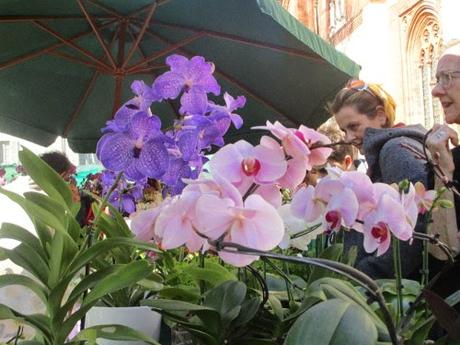 Brera in fiore