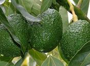 Avocado: proprietà rimedi naturali