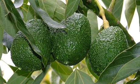 Avocado: proprietà e rimedi naturali