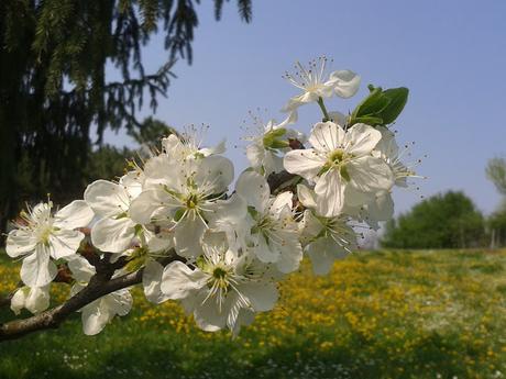 Il risveglio della natura