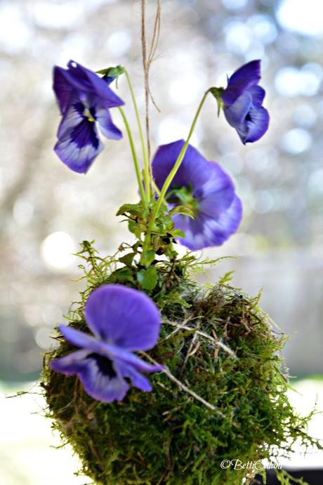 Il fiore del mese: la viola nel kokedama