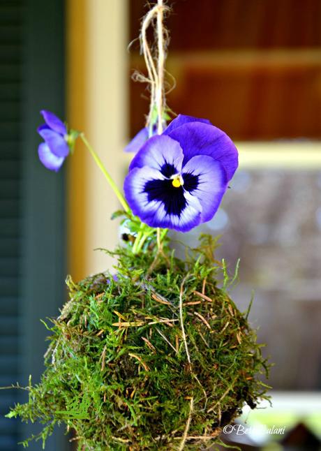 Il fiore del mese: la viola nel kokedama