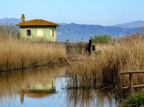 Pasquetta nel Padule di Fucecchio