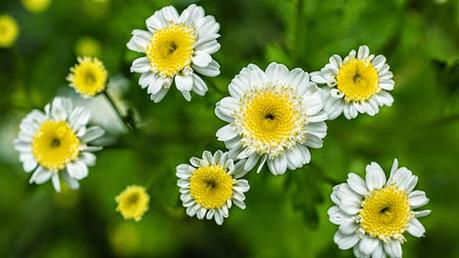 Partenio: Rimedio naturale al Mal di Testa