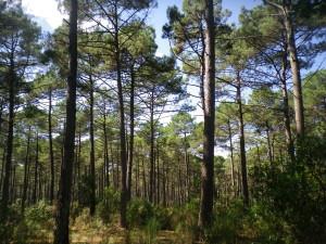 (alexdebordeauxii.wordpress.com)