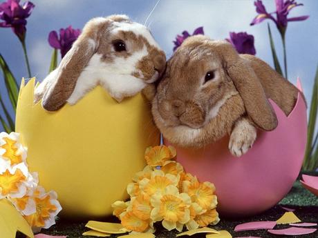 II° Speciale di Pasqua - Conoscete il Coniglietto Paquale?