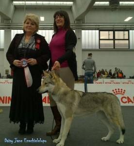 Daisy Jane Ezechielelupo, risultato test mielopatia degenerativa: “SANA” Daisy Jane 1° classe intermedia e CAC al Raduno di Reggio Emilia