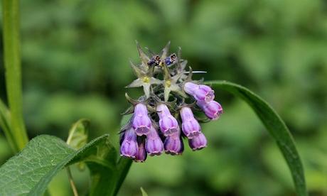 Rimedi naturali per eliminare le smagliature