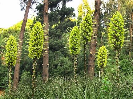 Il Terrore delle Pecore, la Puya Chilensis