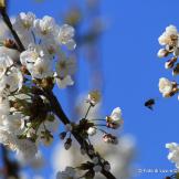 fiori di ciliegio con ape in volo