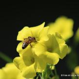 ape e fiore giallo